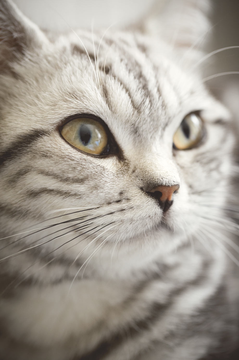 Fototapete - Katze 364123, Wallpower Junior, Eijffinger