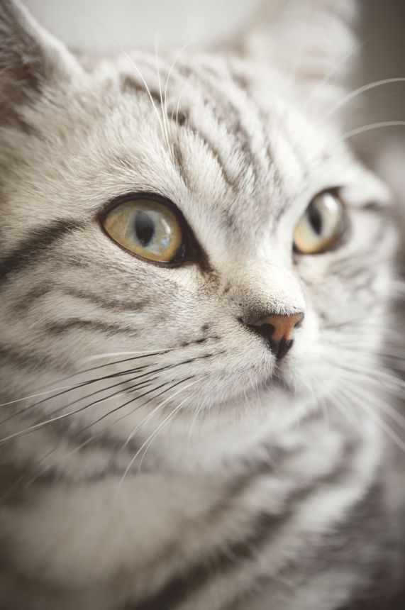 Fototapete - Katze 364123, Wallpower Junior, Eijffinger