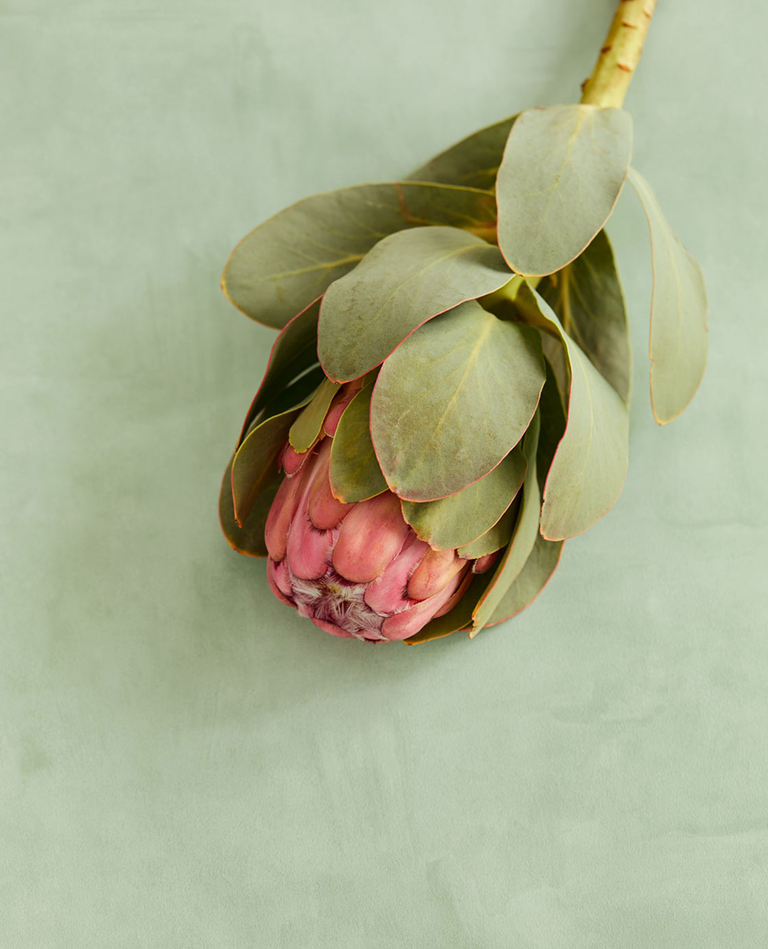 Grüne Vliestapete, Stuckputz, 333221, Unify, Eijffinger