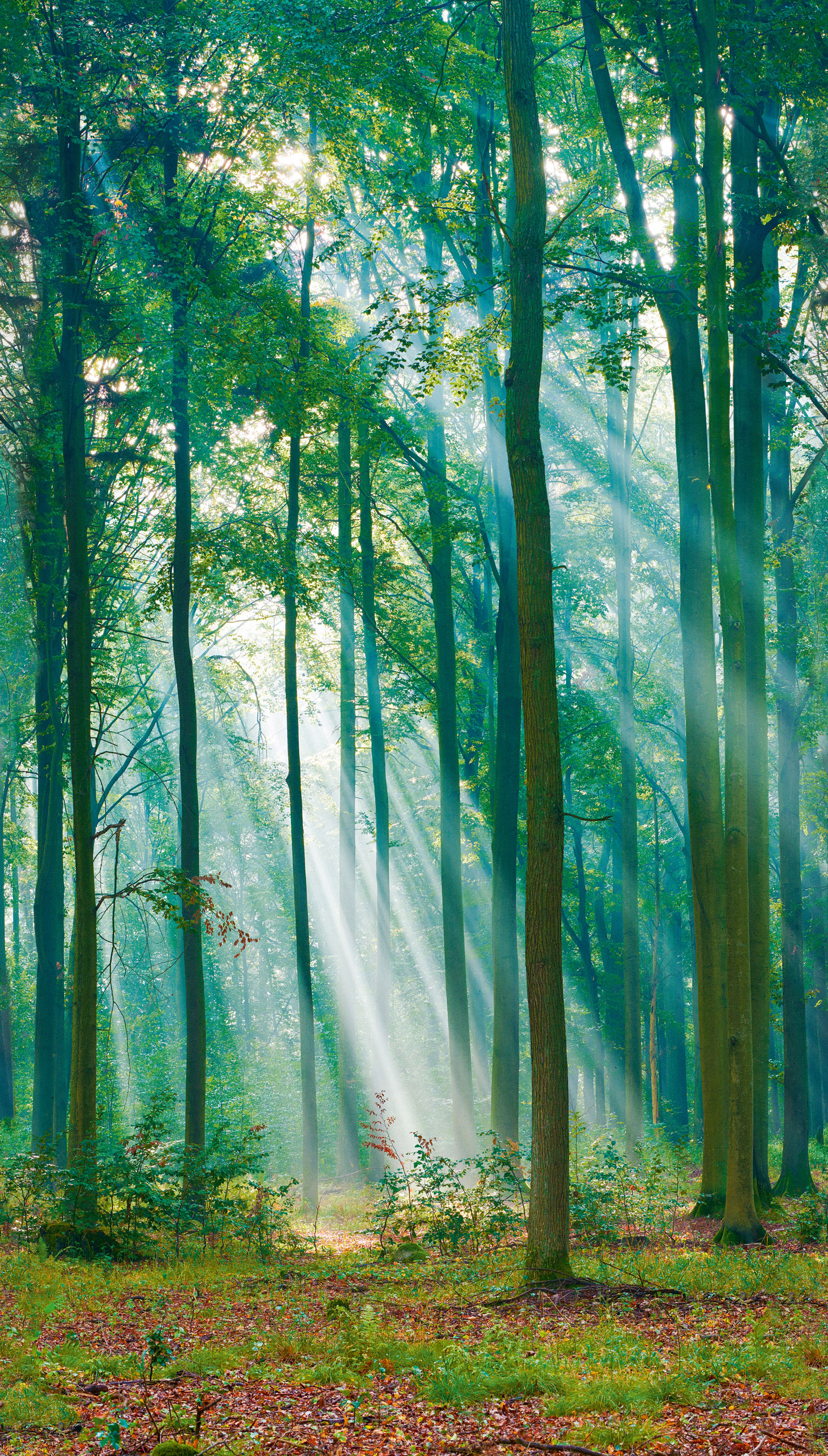 Fototapete, Sonnenbeschienener Wald, ML6301, Mural Young Edition, Grandeco