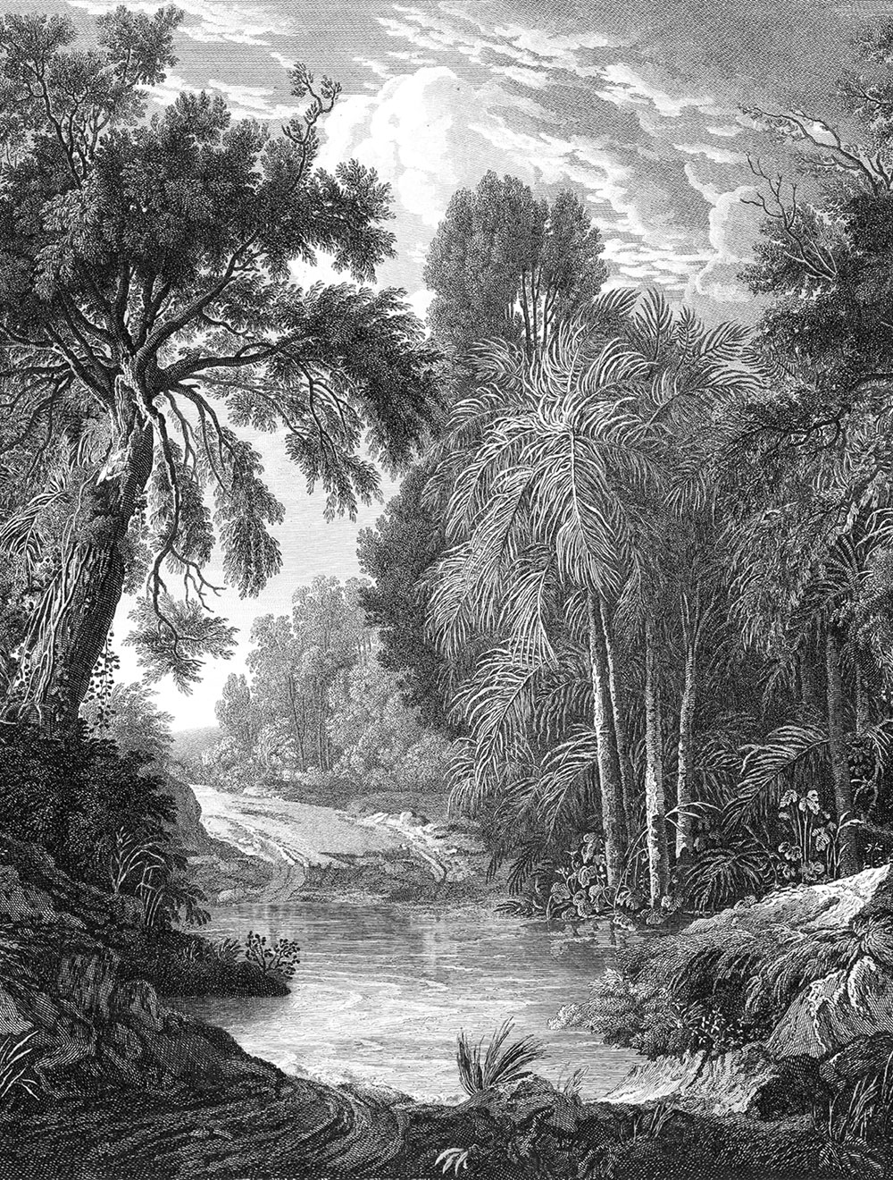 Vlies-Fototapete, schwarz, Wald, Bäume, FW4019-1, Feature Walls, Decoprint