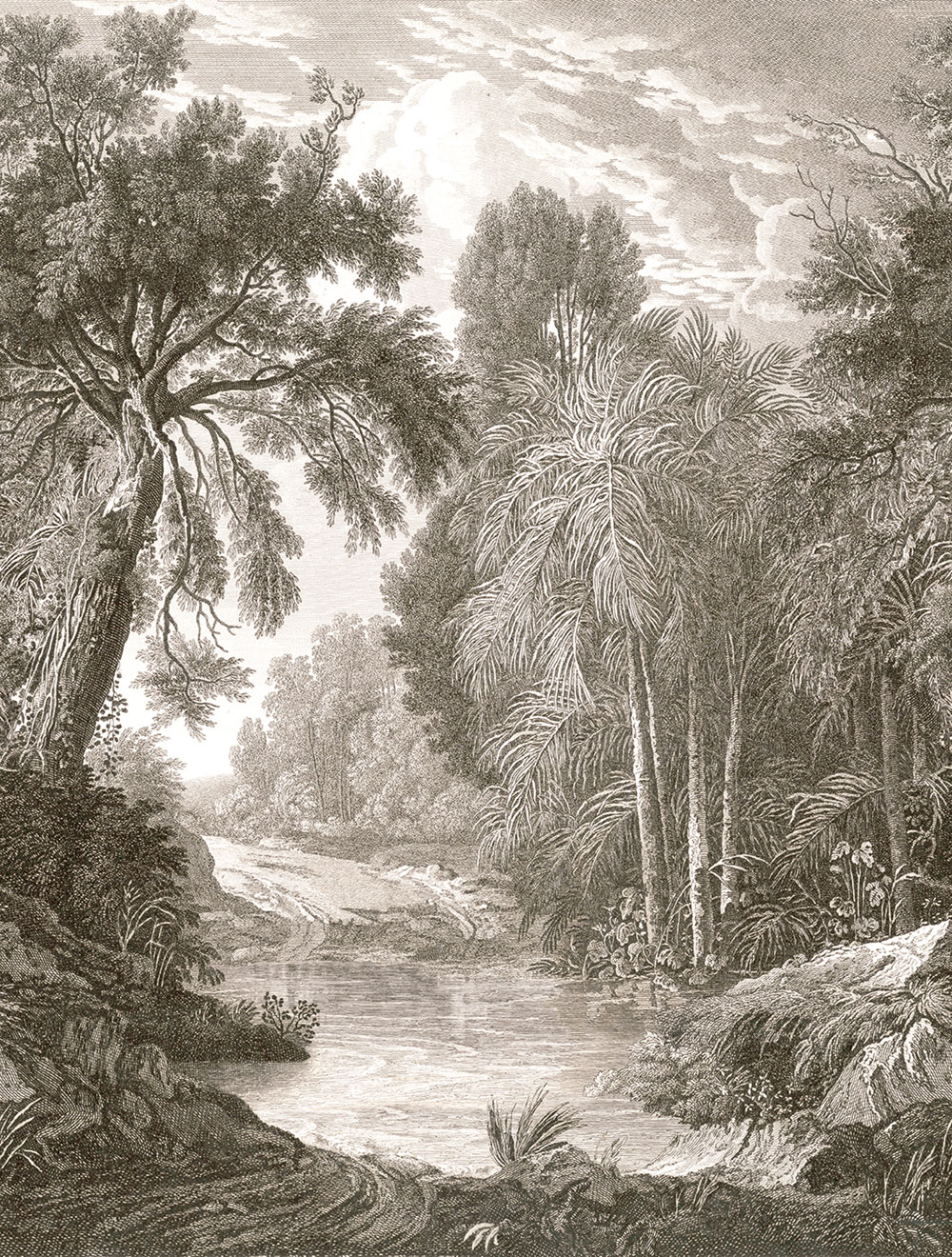 Vlies-Fototapete, braun-grau, Wald, Bäume, FW4019-2, Feature Walls, Decoprint