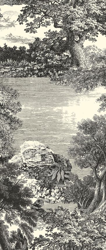 Fototapete, schwarz, Wald, Bäume, DGSAL1011-300, Amazone, Masureel