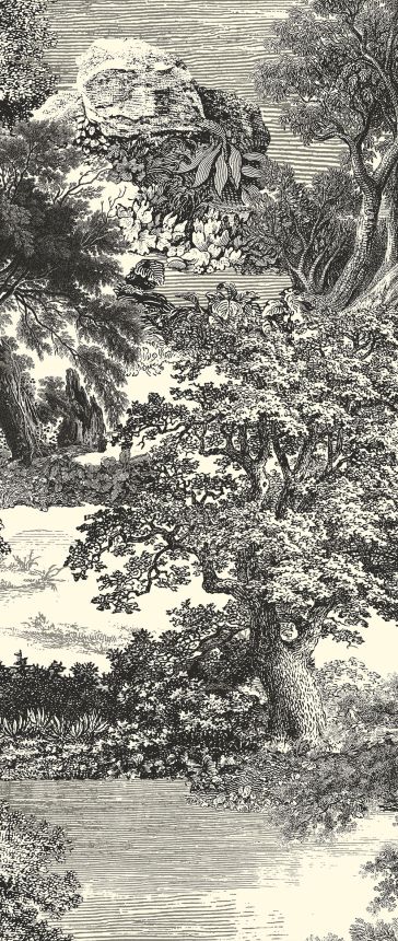 Fototapete, schwarz, Wald, Bäume, DGSAL1013-300, Amazone, Masureel