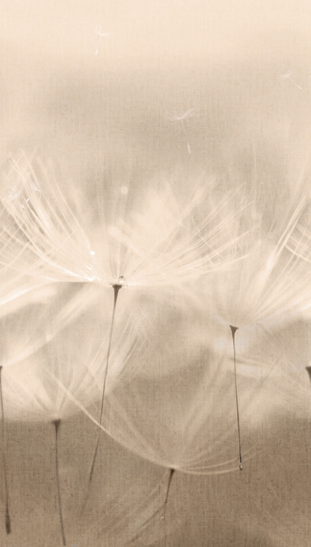 Fototapete, Pusteblumen, 203801, One roll, one motif 2, Grandeco