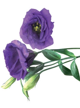 Selbstklebende Dekoration 0105, Cous cous, Lisianthus