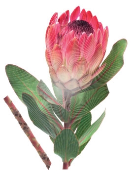 Selbstklebende Dekoration 0102, Cous cous,  Protea