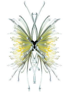 Selbstklebende Dekoration 0103, Cous cous, Chrysanthemum