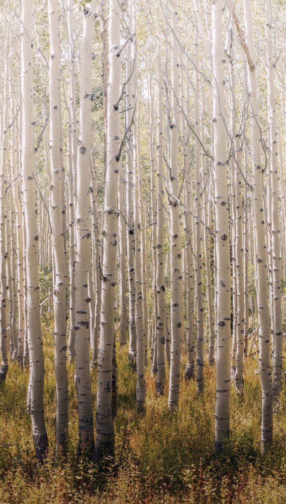 Fototapete, Bäume, Wald, A42601, One roll, one motif 2, Grandeco