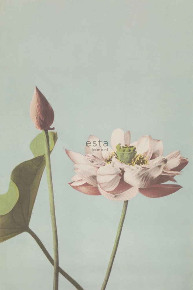 Fototapete, Seerose Blume, Tapete Wandbilder 158890, 186 x 279 cm, Blush, Esta Home