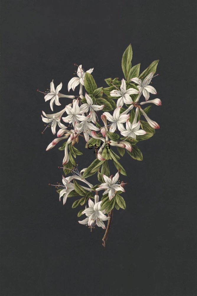 Fototapete Zweig Azaleen, Tapete Wandbilder 158885, 186 x 279 cm, Blush, Esta Home