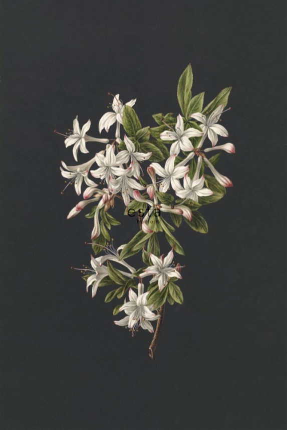 Fototapete Zweig Azaleen, Tapete Wandbilder 158885, 186 x 279 cm, Blush, Esta Home